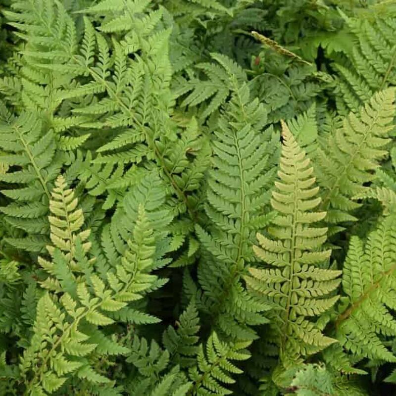 Polystichum aculeatum ---